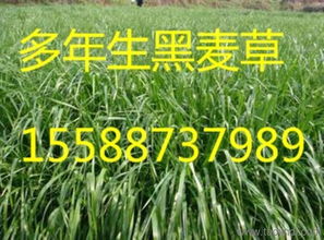 雙鴨山紫花苜蓿 品種、產量、價格與廠家信息全解析