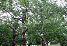 聊城農(nóng)林牧漁 區(qū)域經(jīng)濟(jì)發(fā)展的支柱產(chǎn)業(yè)