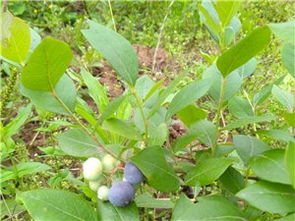 蒼溪農林牧漁 產業概況與信息大全