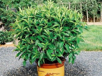 廣州鮮花綠植全周期服務 出租、銷售、租賃、出擺與專業養護一體化解決方案