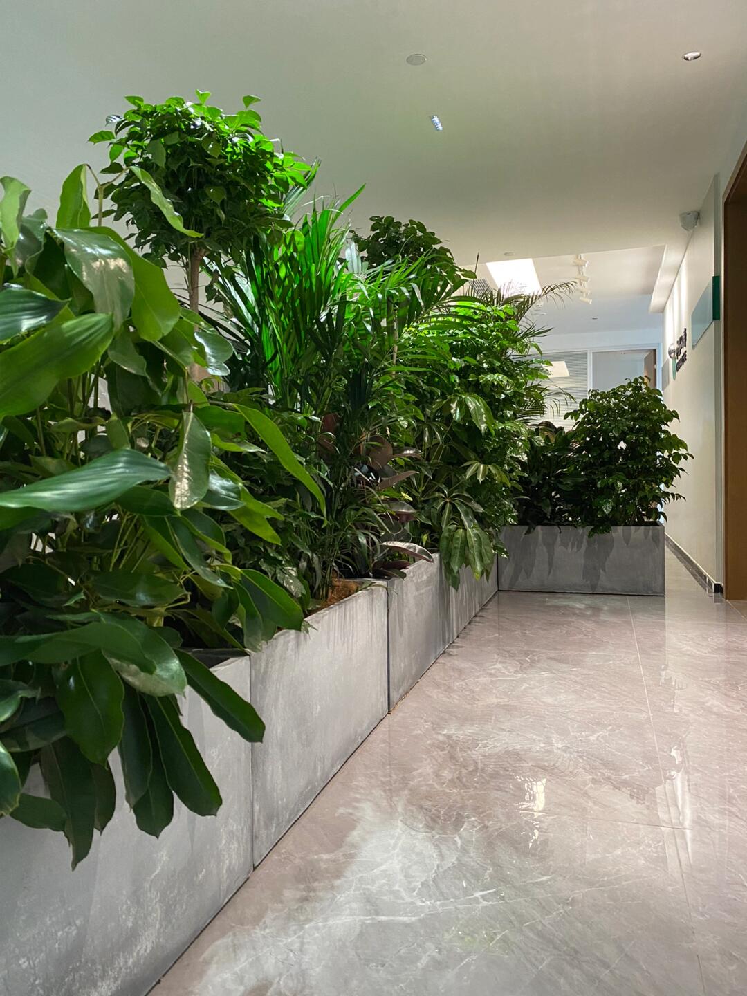 綠意空間，靈動隔斷 專業植物租賃與造景服務打造辦公新生態