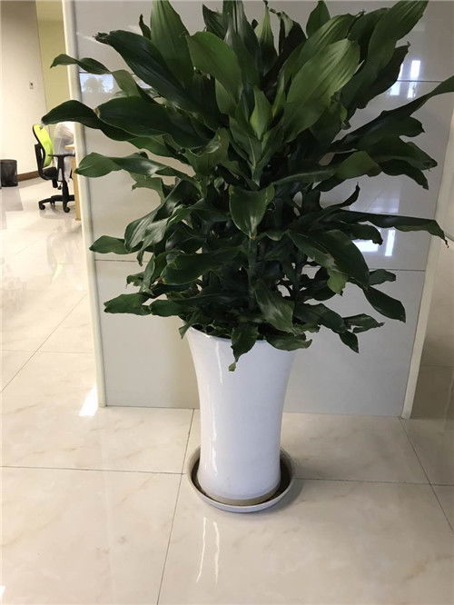 青浦區(qū)與浦東新區(qū)綠植租賃及養(yǎng)護服務指南 聯(lián)系電話與費用解析