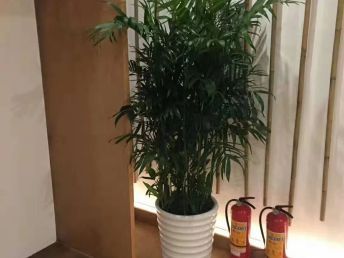 深圳羅湖花卉租擺 從盆栽批發(fā)到綠化養(yǎng)護的一站式服務(wù)