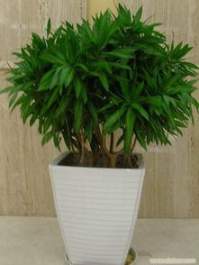 辦公室花卉租賃 一站式綠植租擺與專業(yè)養(yǎng)護服務(wù)