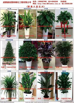 花卉租賃與植物租擺 美化空間與銷售養(yǎng)護一站式解決方案