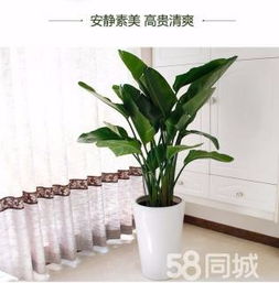 綠植租賃、花卉租擺與小區(qū)園林綠化 設計、施工與養(yǎng)護一體化服務