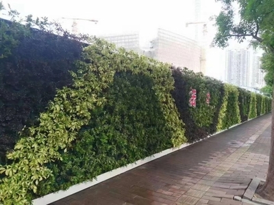 廣州成茂園林綠化 專業(yè)植物租賃與養(yǎng)護，打造綠色辦公空間