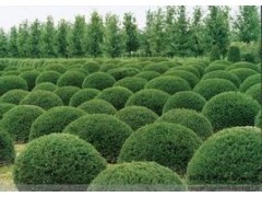 苗木品種大全與昆明綠色植物租賃 云南迦楠園林綠化的專業(yè)服務