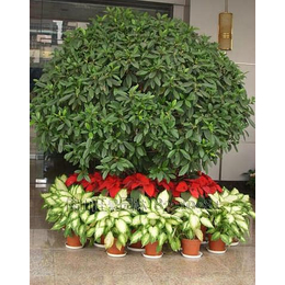節(jié)日綠化植物出租 洪山夢菲園藝——專業(yè)盆景租賃與養(yǎng)護服務