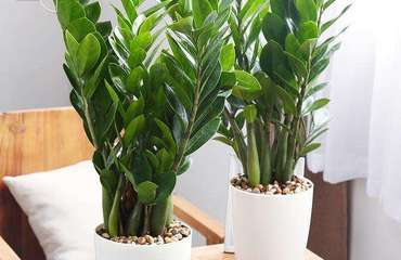 南昌花卉租賃指南 專業(yè)公司、價(jià)格解析與貼心養(yǎng)護(hù)服務(wù)